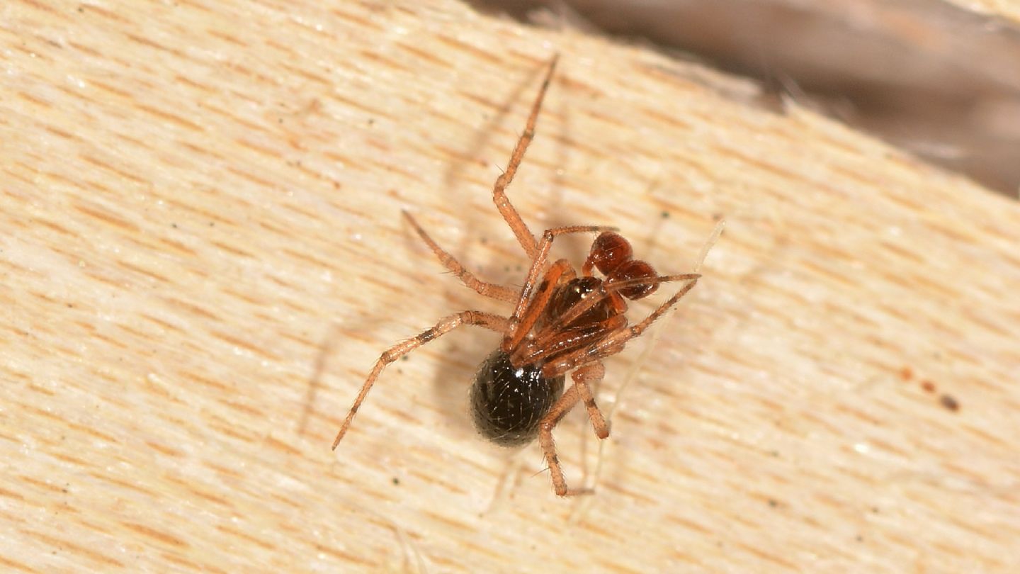 ragno scuro: Sardinidion blackwalli - Bannio Anzino (VCO)