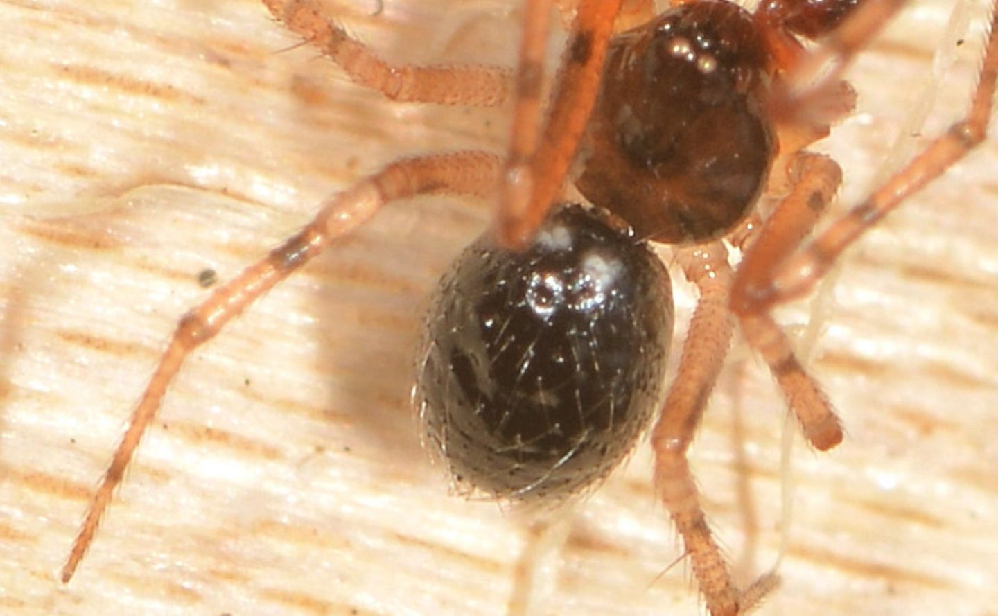 ragno scuro: Sardinidion blackwalli - Bannio Anzino (VCO)