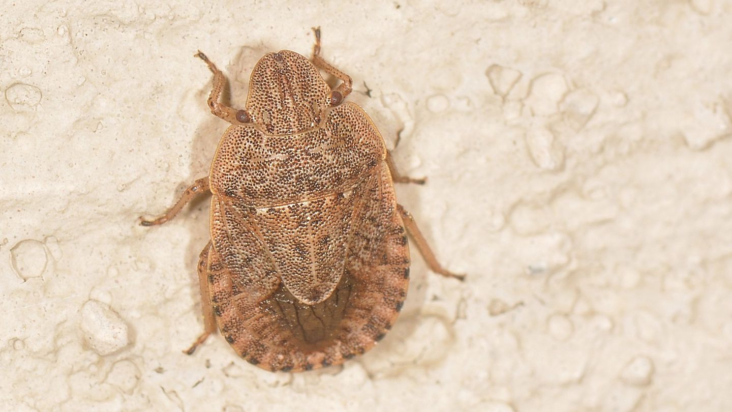 Che specie ?   Sciocoris cfr. homalonotus (Pentatomidae)