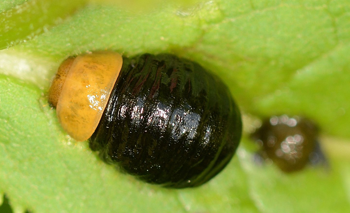 Larva di Oreina ? S.