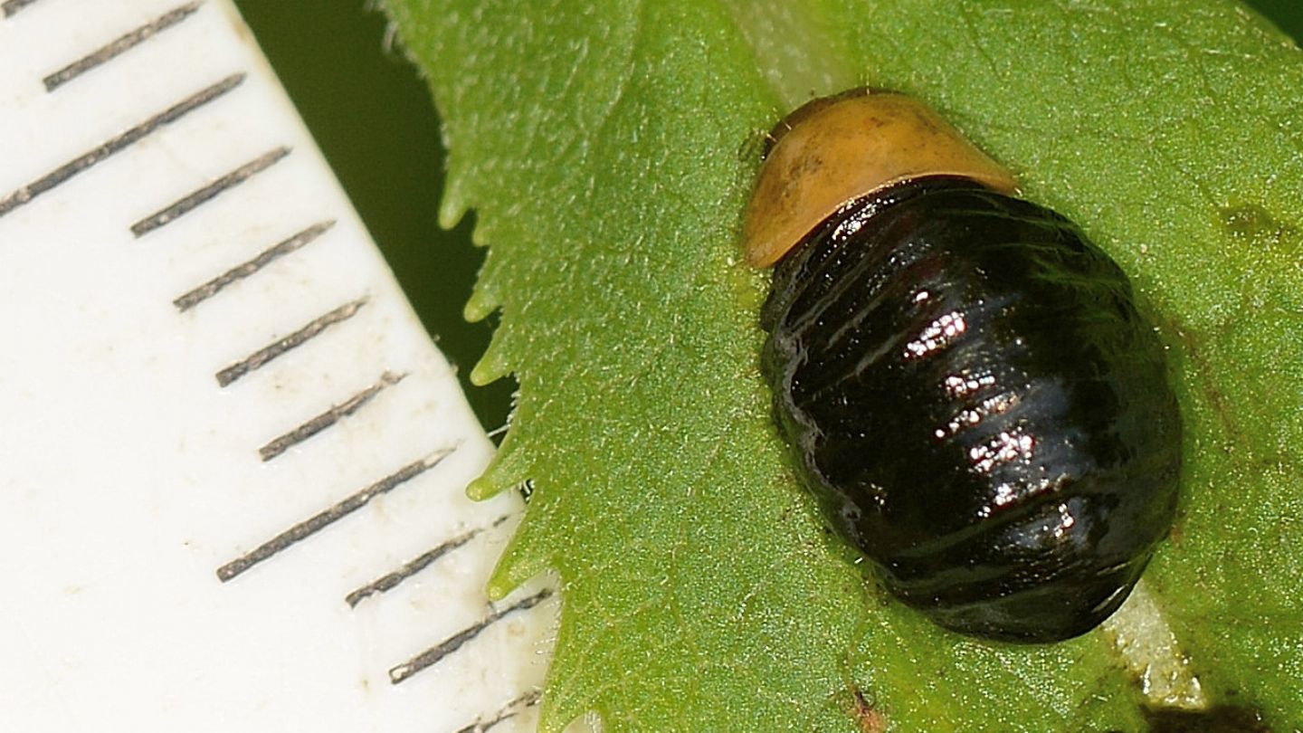 Larva di Oreina ? S.