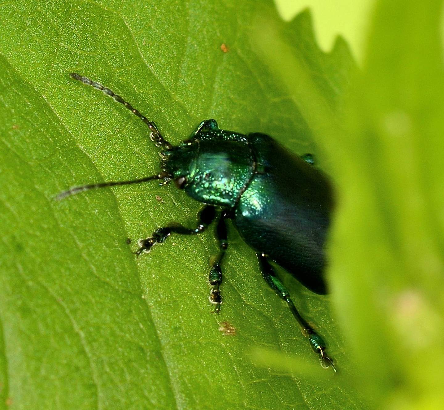 Larva di Oreina ? S.