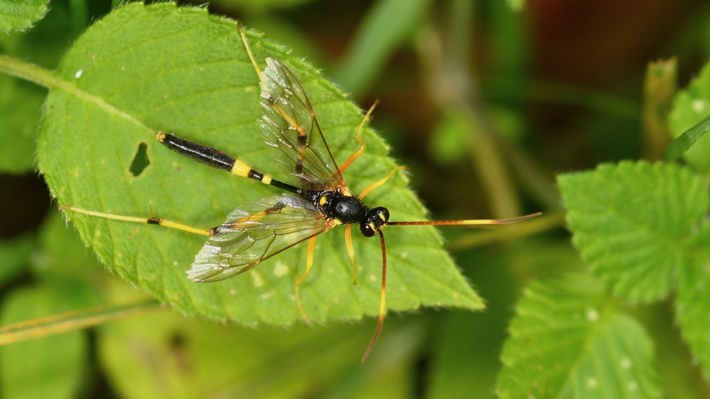 Bello, ma difficile: Ichneumonidae: Acroricnus seductor