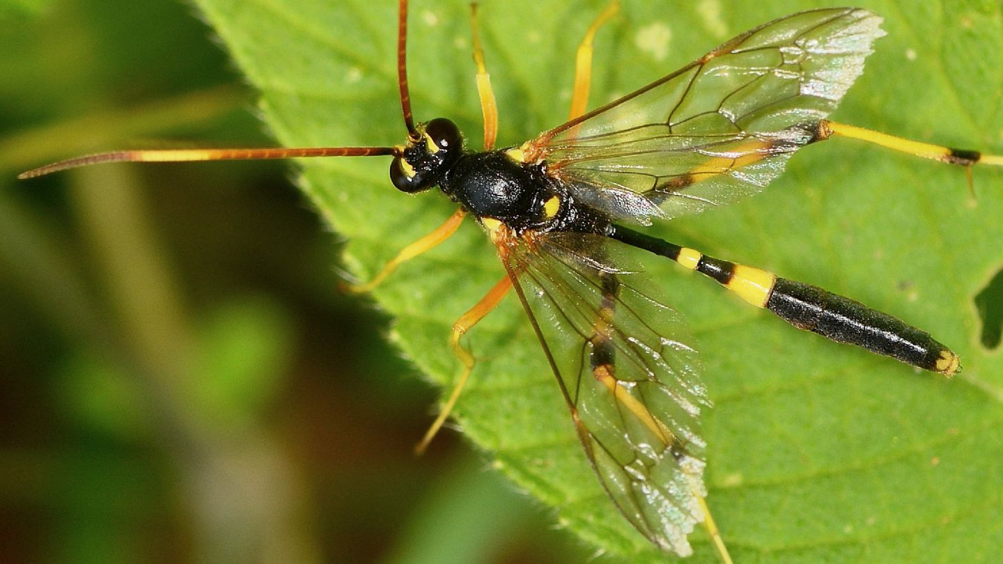 Bello, ma difficile: Ichneumonidae: Acroricnus seductor