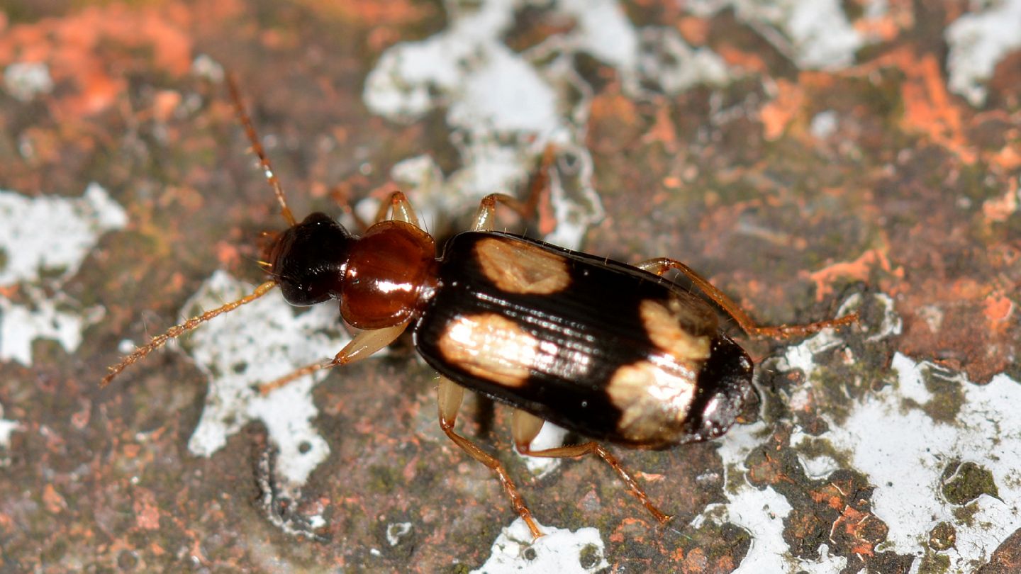 Carabidae: Dromius quadrimaculatus