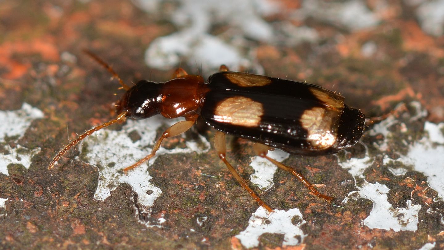 Carabidae: Dromius quadrimaculatus