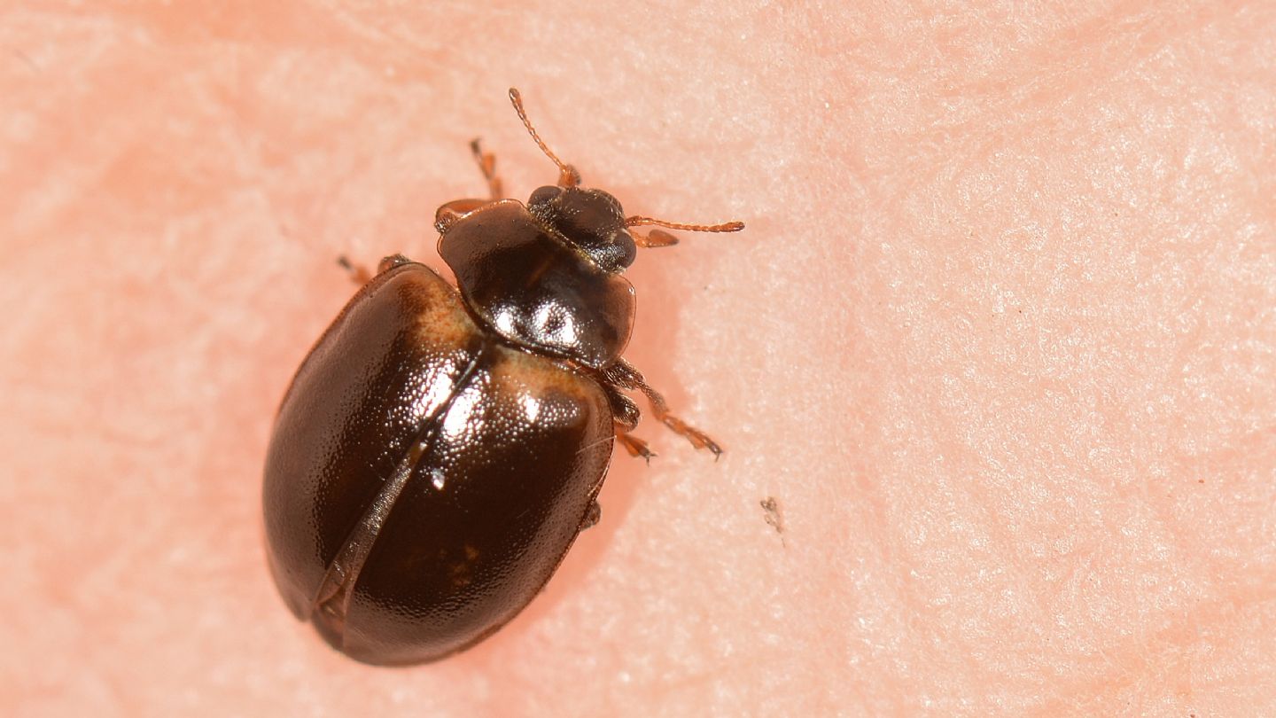 Coccinellidae: cfr. Aphidecta obliterata