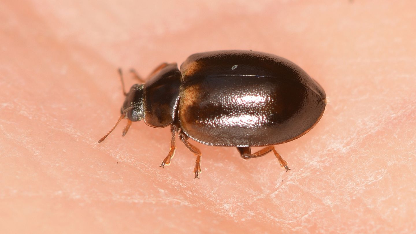 Coccinellidae: cfr. Aphidecta obliterata