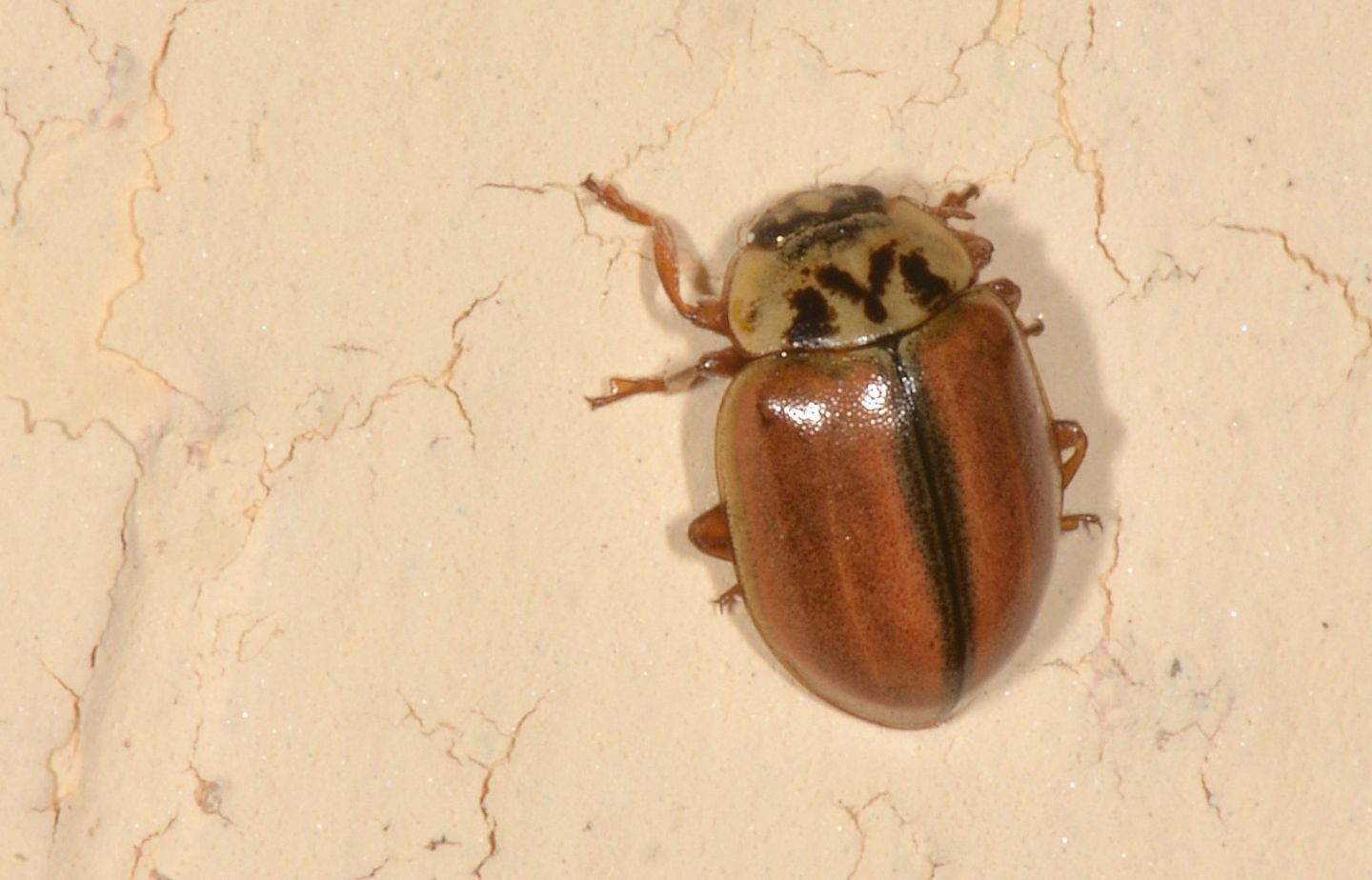 Coccinellidae: cfr. Aphidecta obliterata
