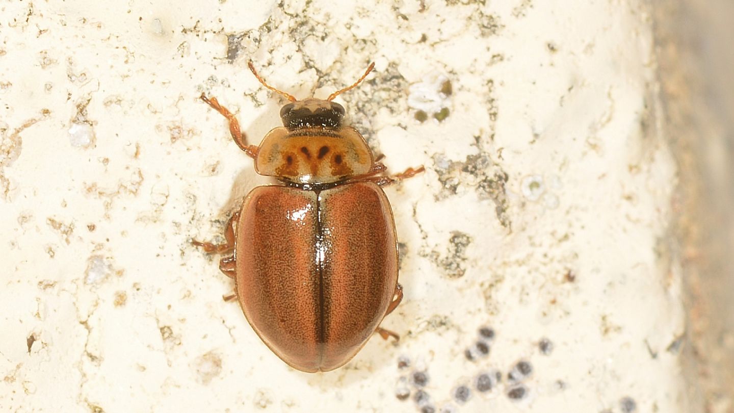 Coccinellidae: cfr. Aphidecta obliterata