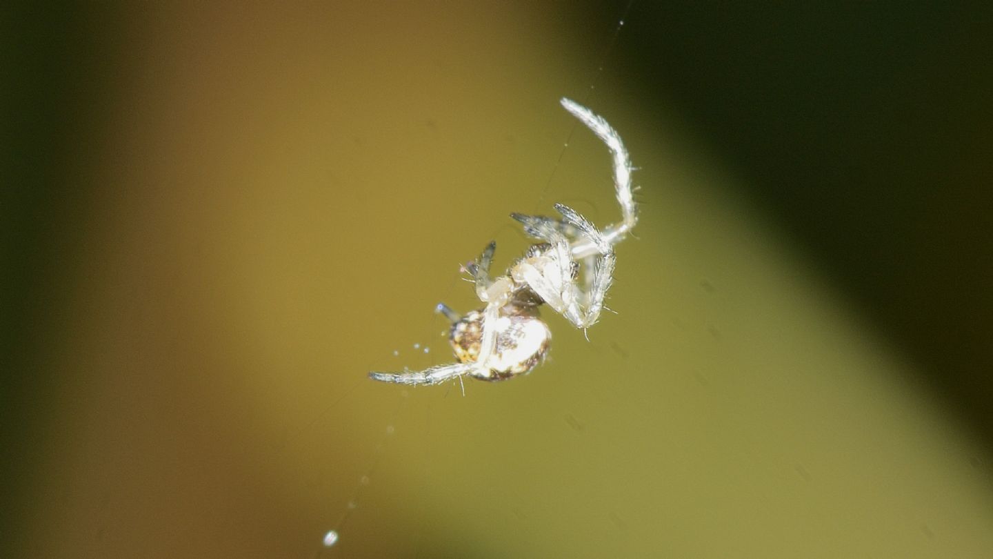 Cyclosa sp. , giovane - Bannio Anzino (VCO)