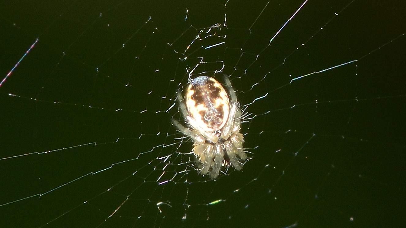 Cyclosa sp. , giovane - Bannio Anzino (VCO)