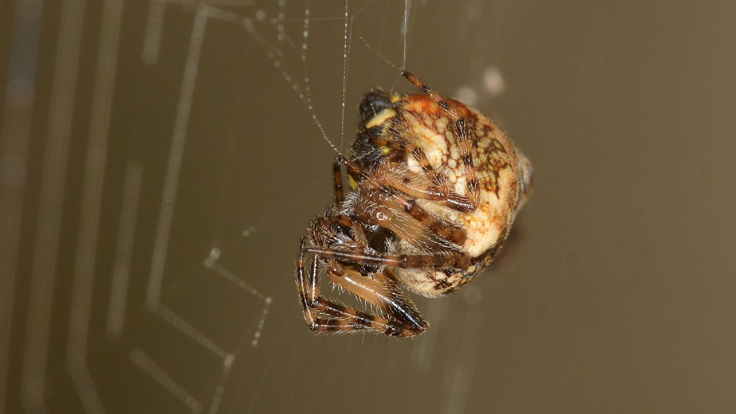 Bei colori: Cyclosa sp., femmina - Bannio Anzino (VCO)