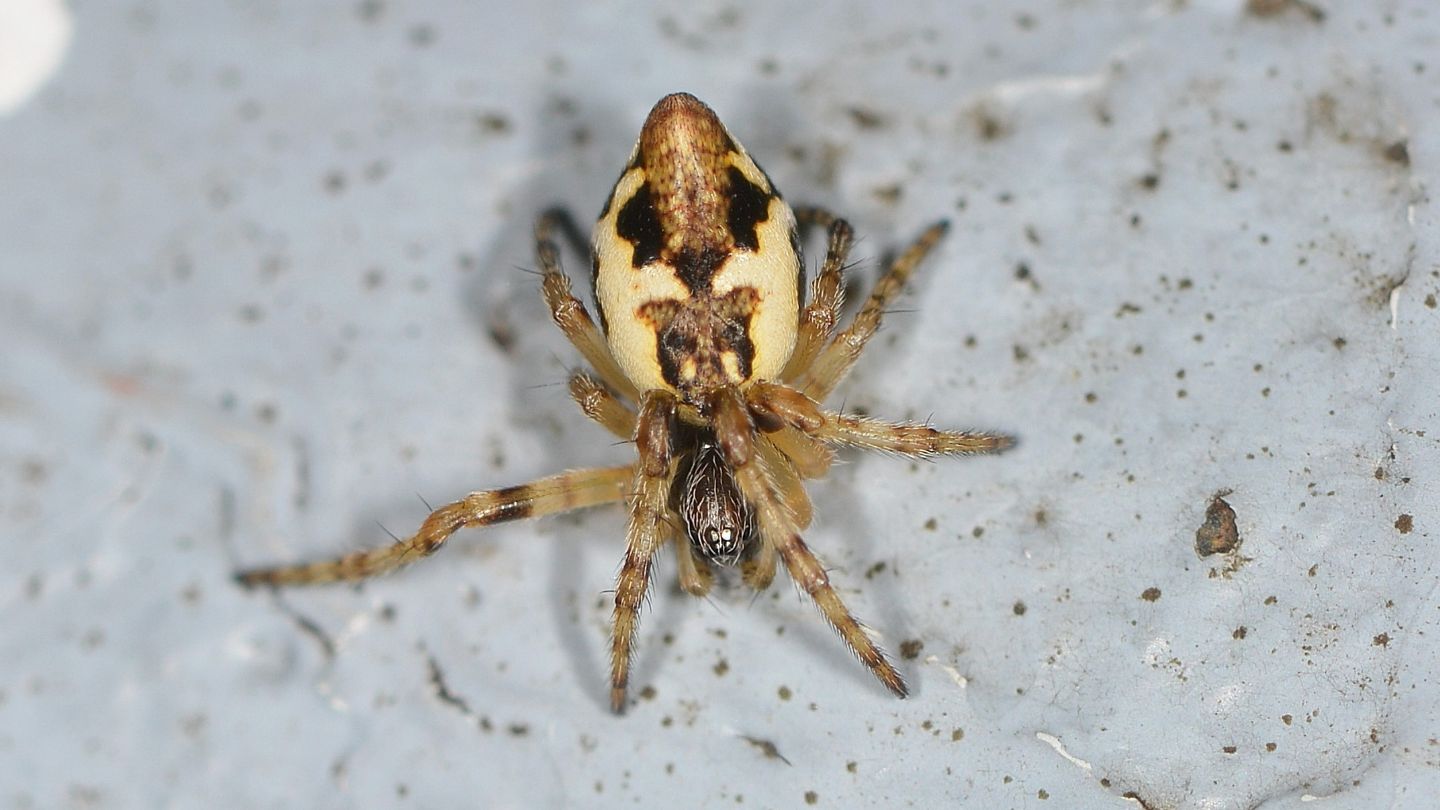 Cyclosa sp. , giovane - Bannio Anzino (VCO)