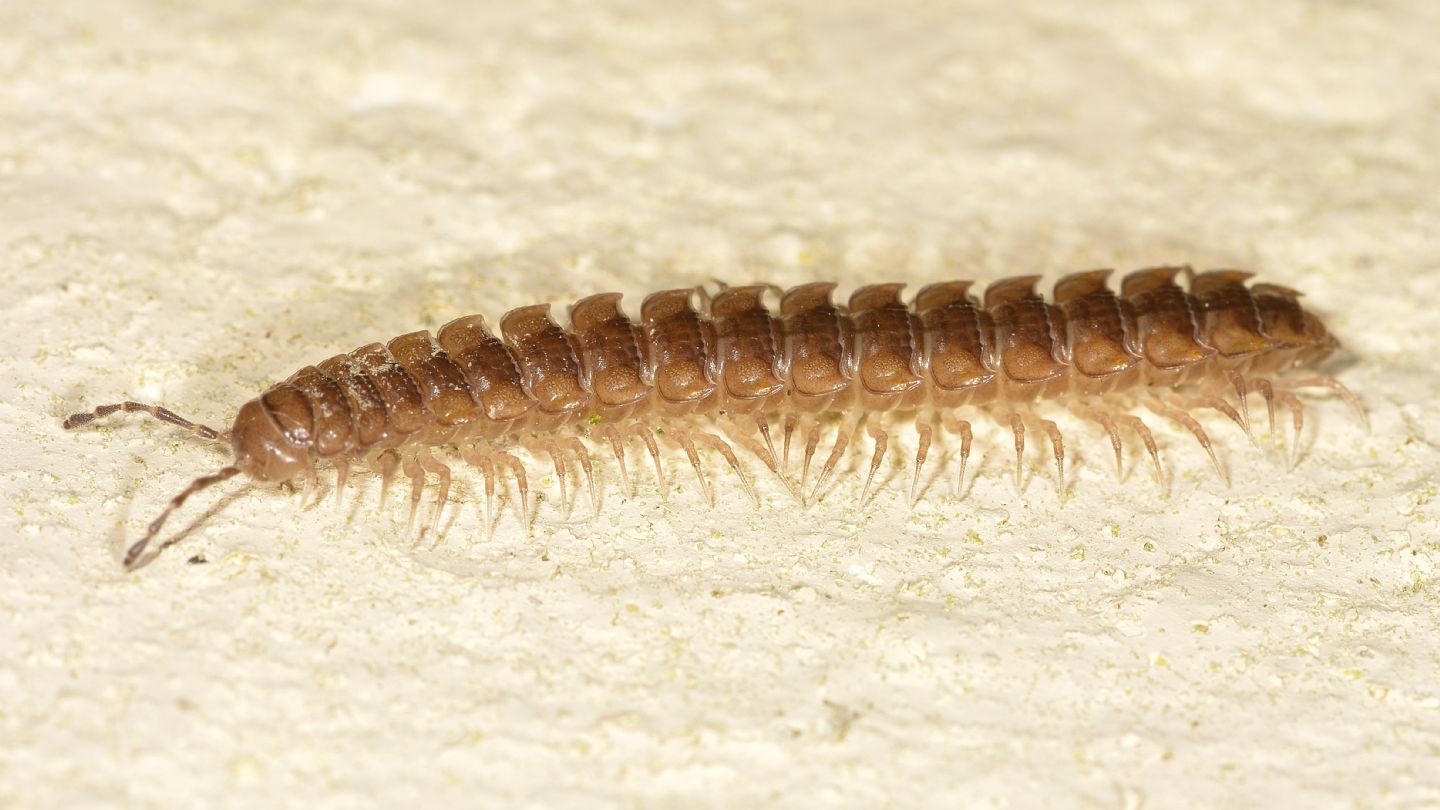 Diplopoda: Polydesmus sp.