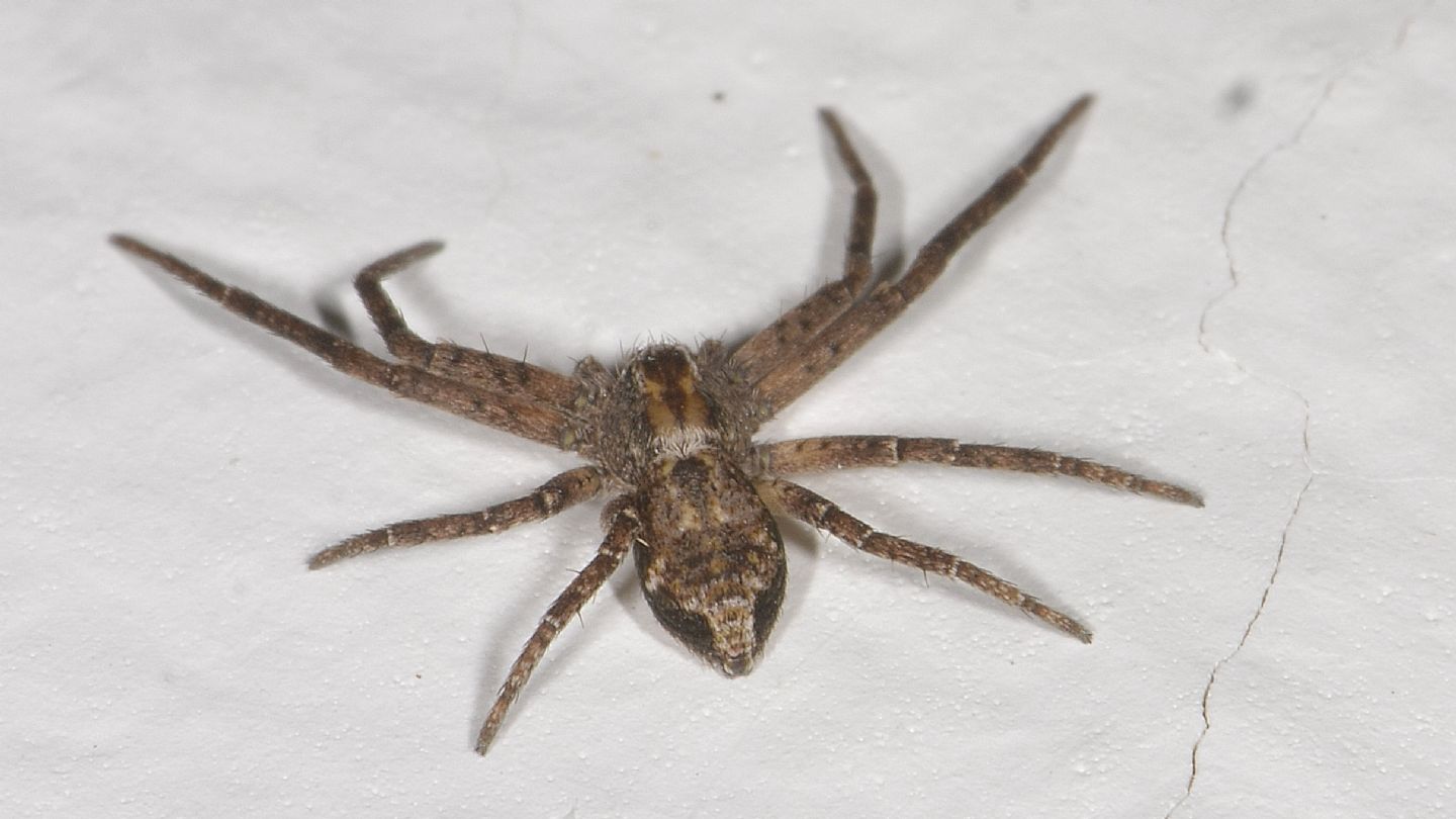 Philodromidae sp. - Bannio Anzino (VCO)