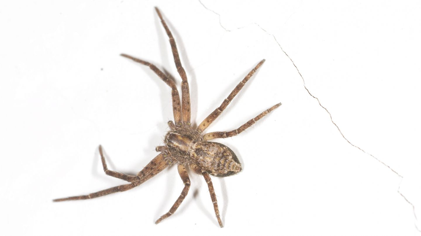 Philodromidae sp. - Bannio Anzino (VCO)