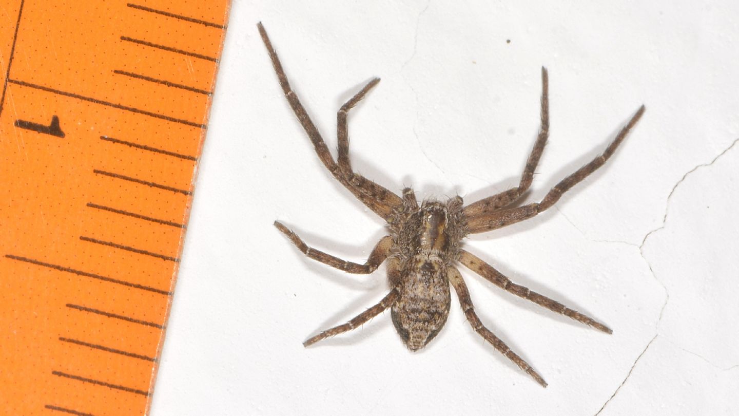Philodromidae sp. - Bannio Anzino (VCO)