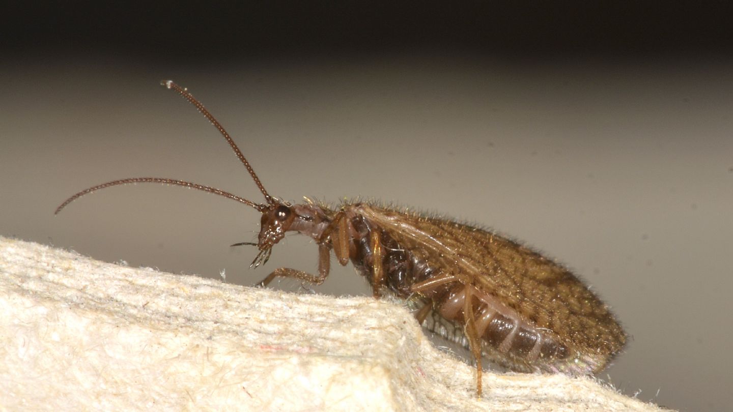 Hemerobiidae: Micromus angulatus