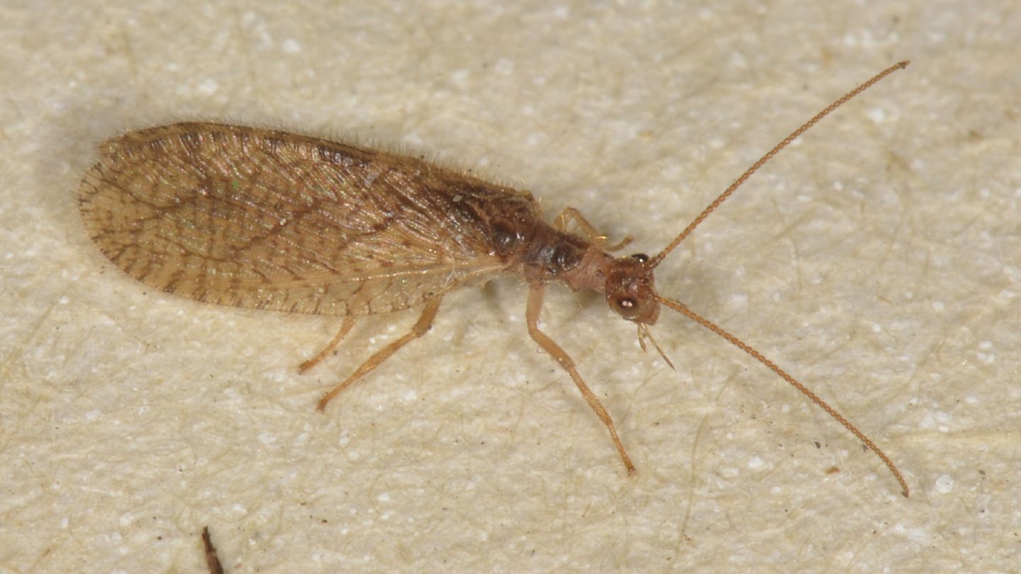 Hemerobiidae: Micromus angulatus