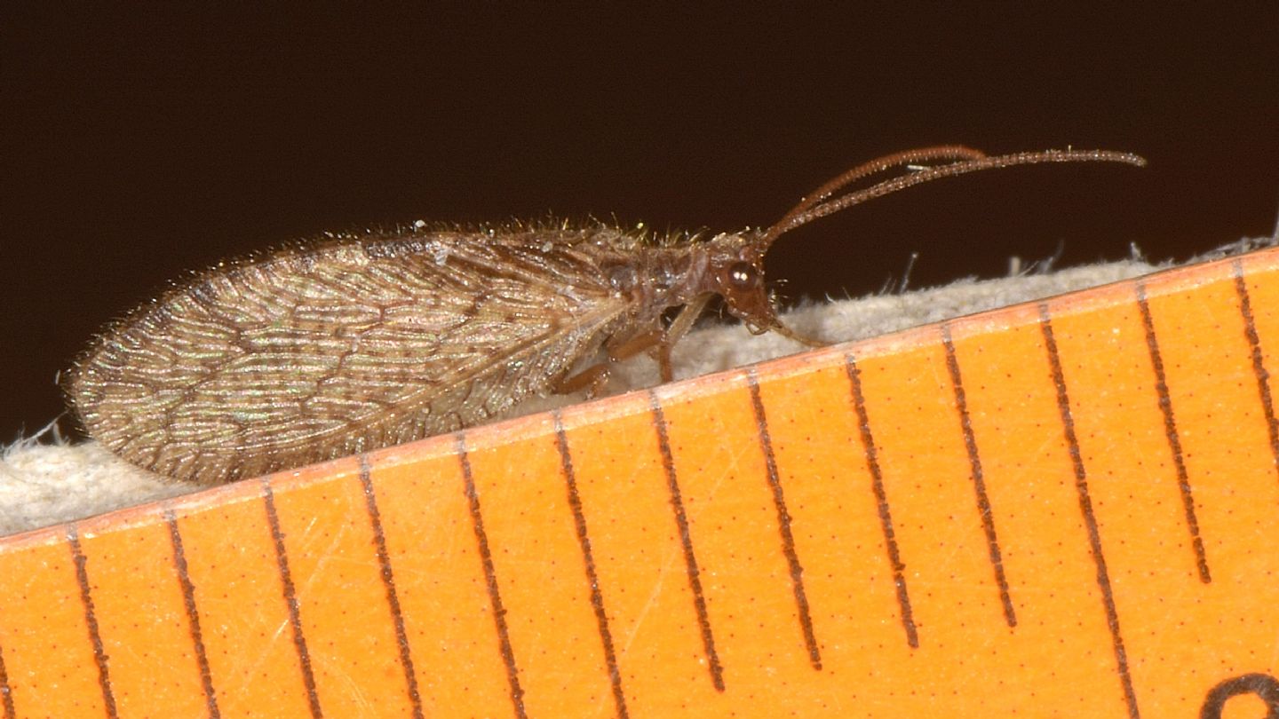 Hemerobiidae: Micromus angulatus