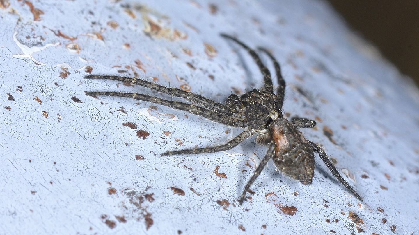 Tmarus sp. , maschio -  Bannio Anzino (VCO)