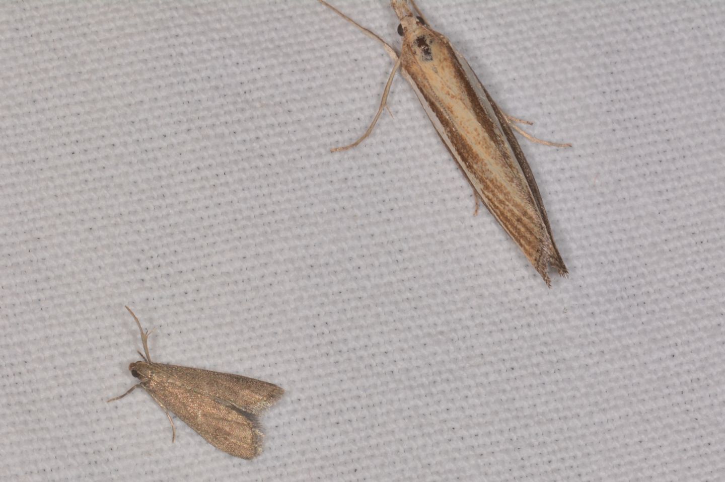 Di che famiglia ? cfr. Pyralidae Phycitinae