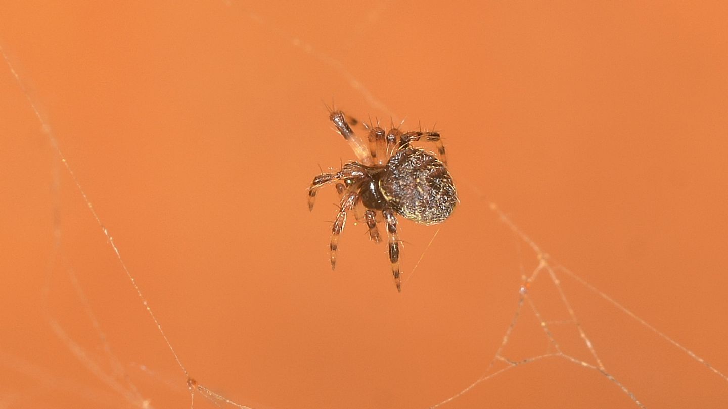 Identificazione