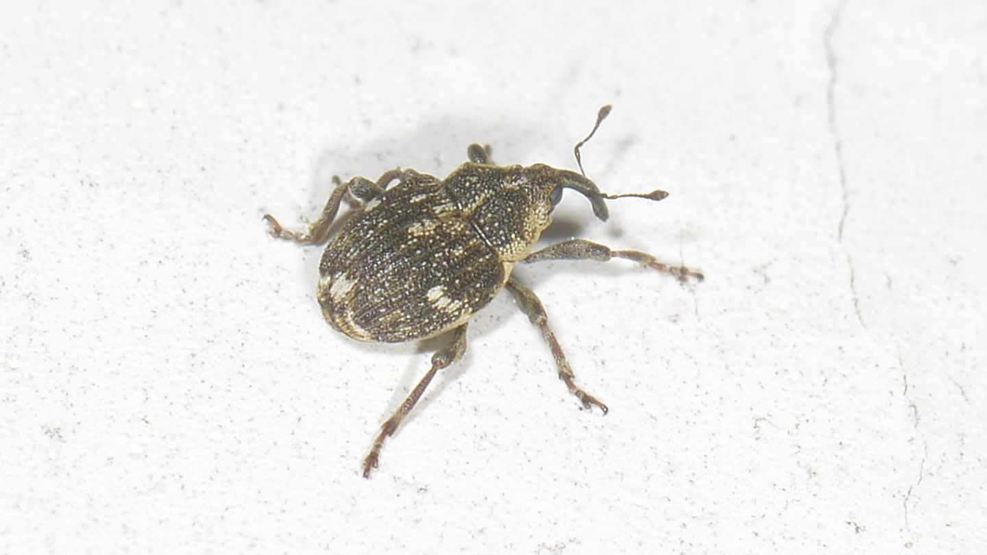 picccolo Curculionidae