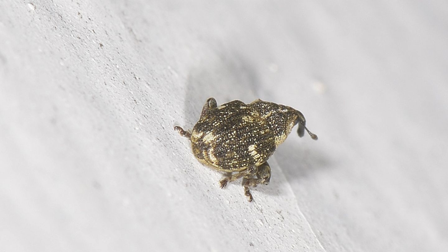 picccolo Curculionidae