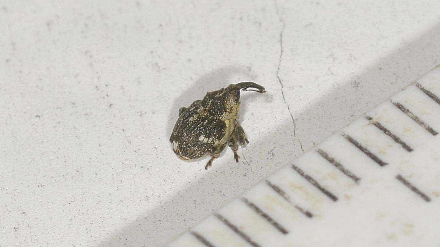 picccolo Curculionidae