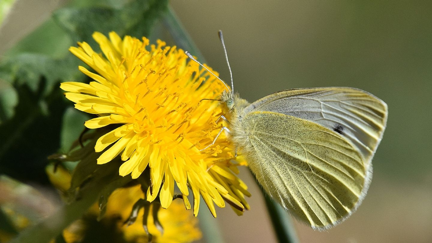 Quale Pieris?  Pieris rapae