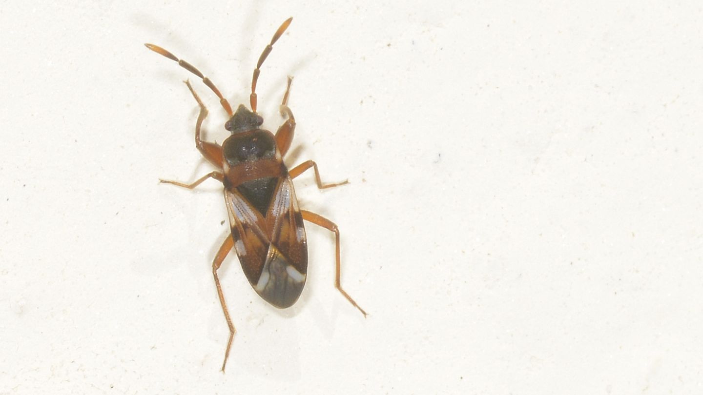 Lygaeidae: Scolopostethus cognatus