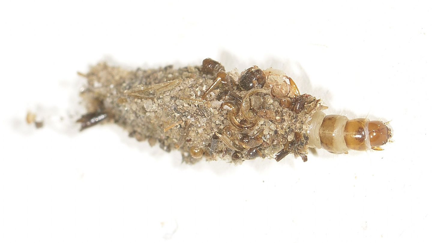 Psychidae larva da id