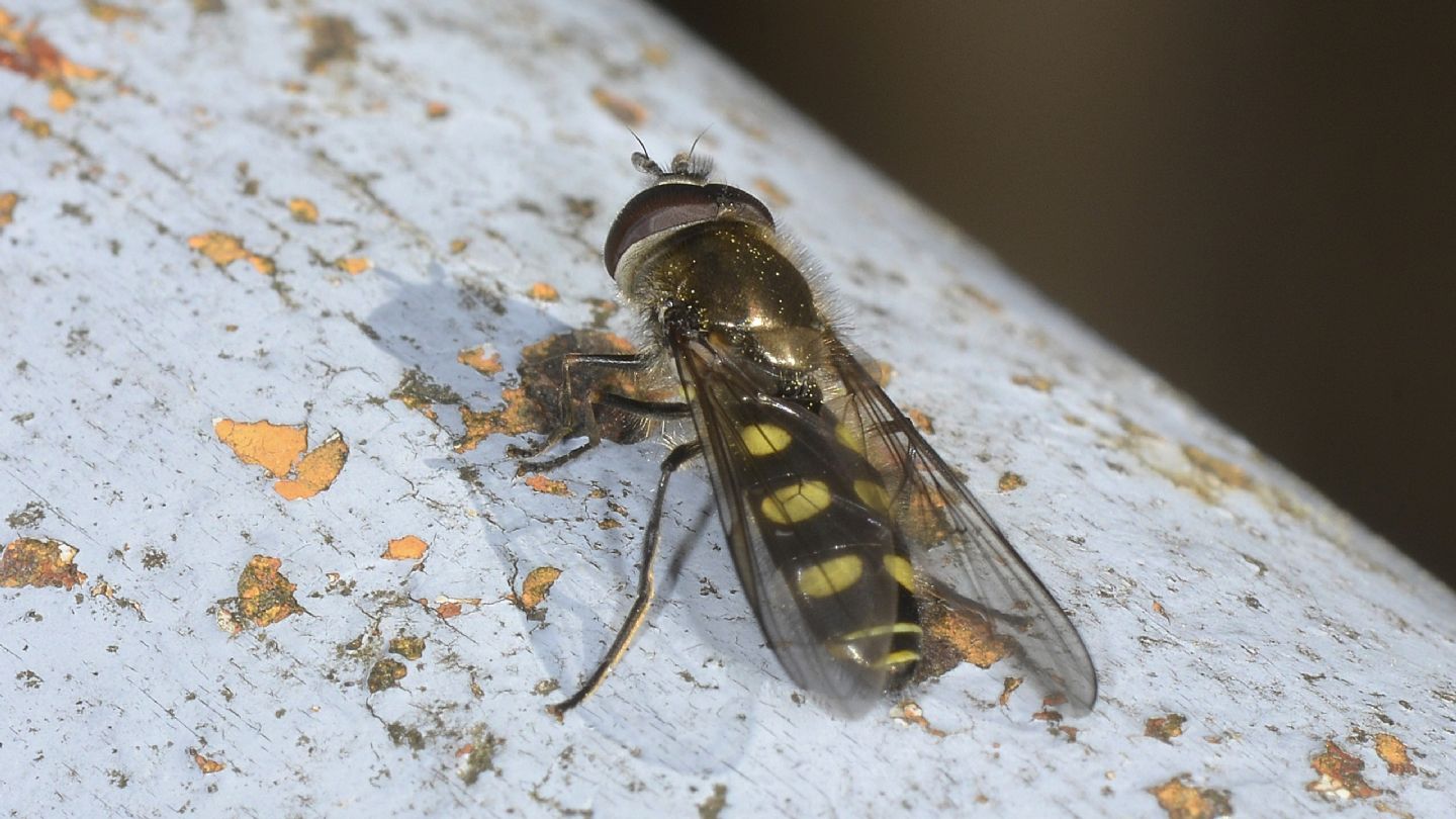 Syrphidae sp.