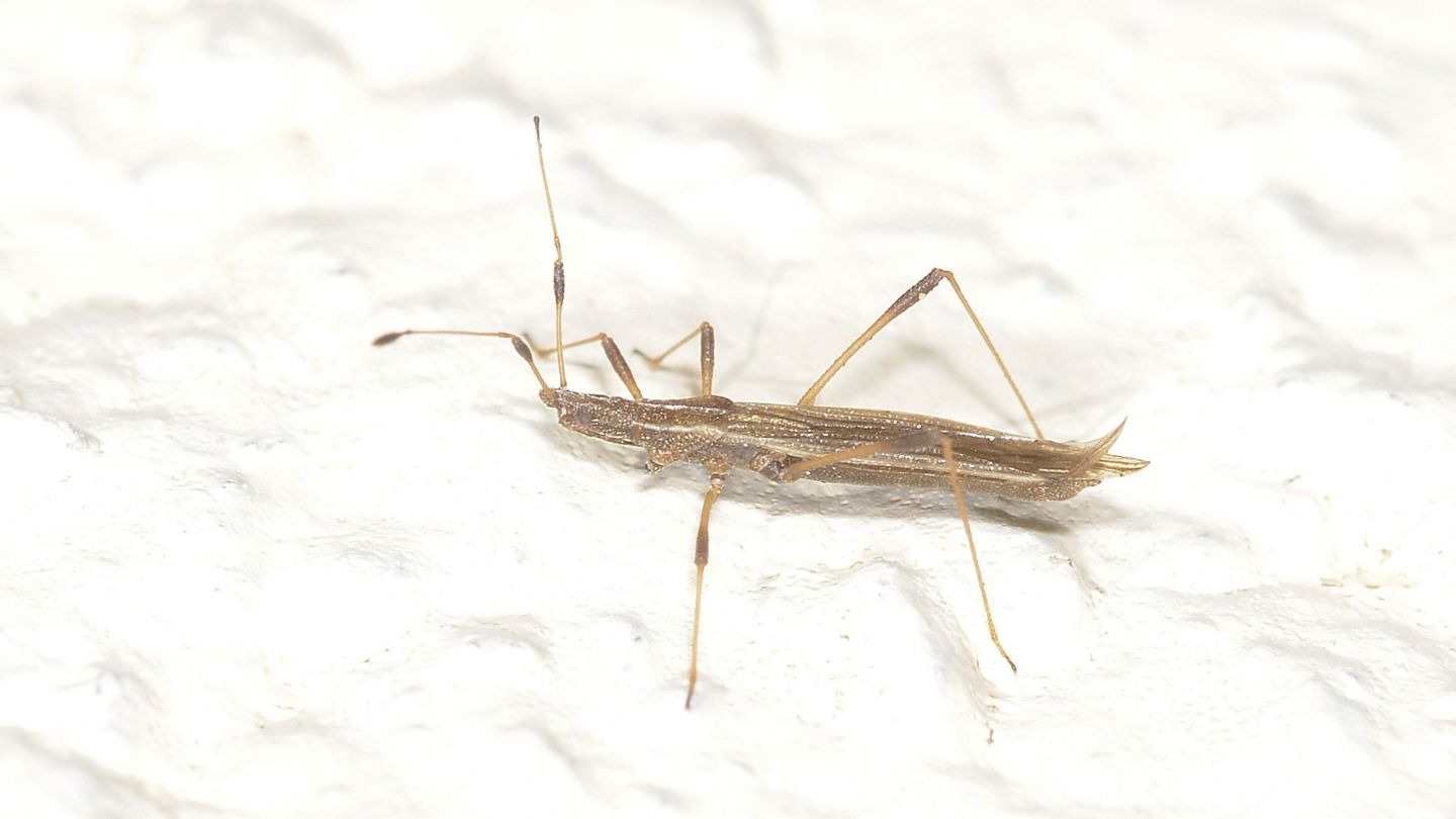 Berytidae: Berytinus sp. da confermare