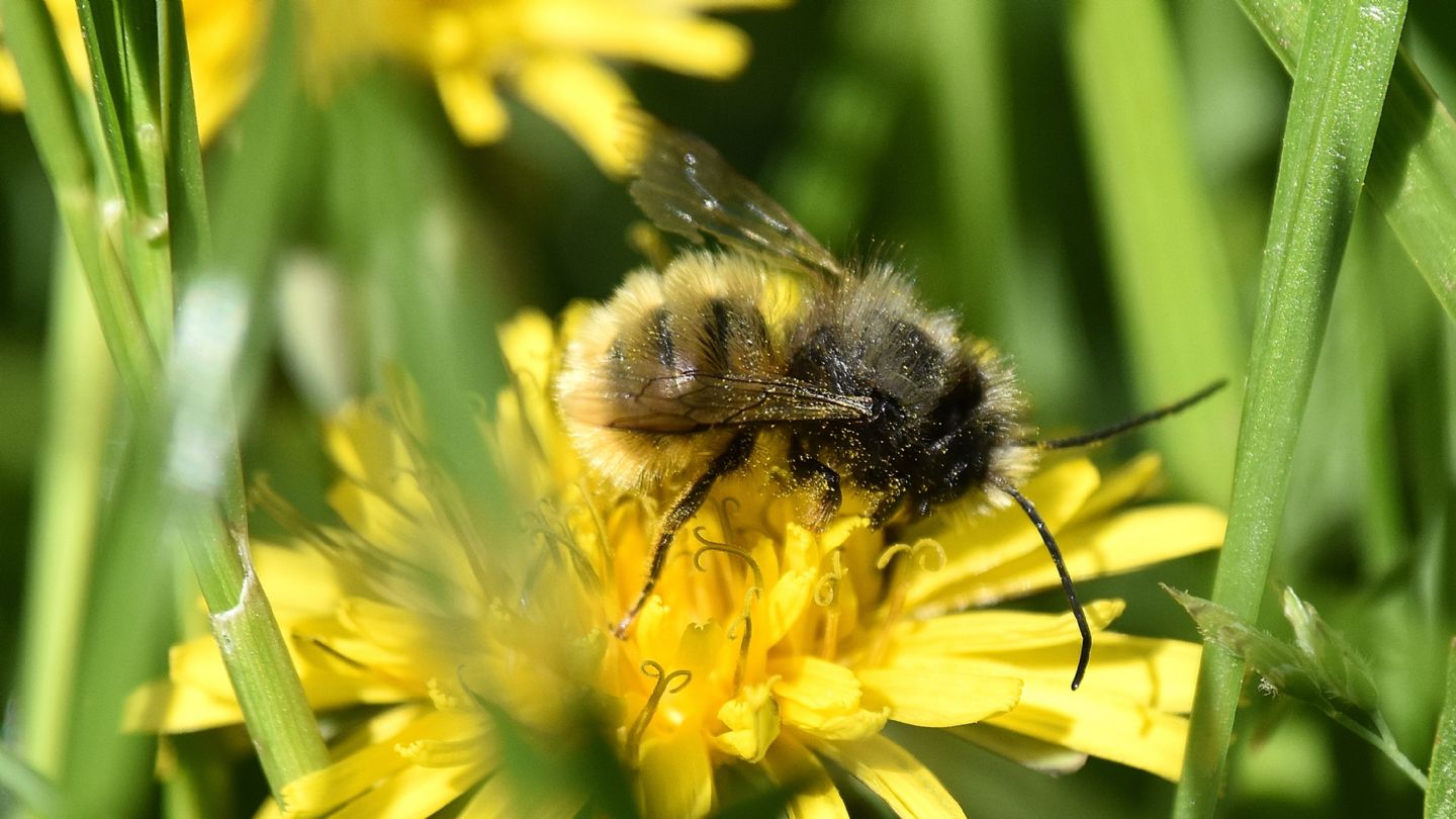 E'' un Bombus? No, Apidae Megachilinae, trib Osmiini