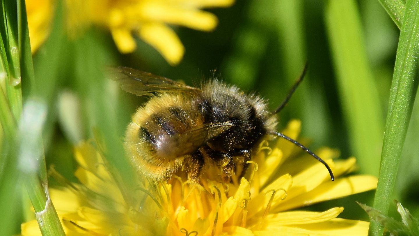 E'' un Bombus? No, Apidae Megachilinae, trib Osmiini