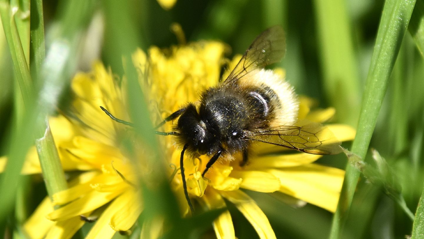 E'' un Bombus? No, Apidae Megachilinae, trib Osmiini