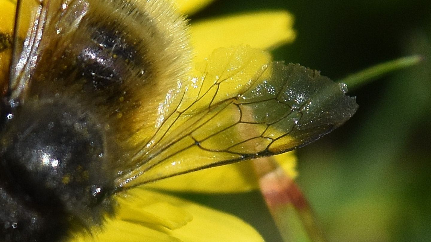 E'' un Bombus? No, Apidae Megachilinae, trib Osmiini