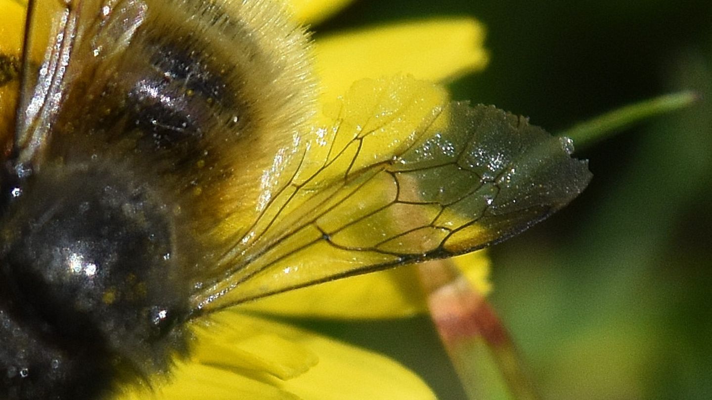 E'' un Bombus? No, Apidae Megachilinae, trib Osmiini