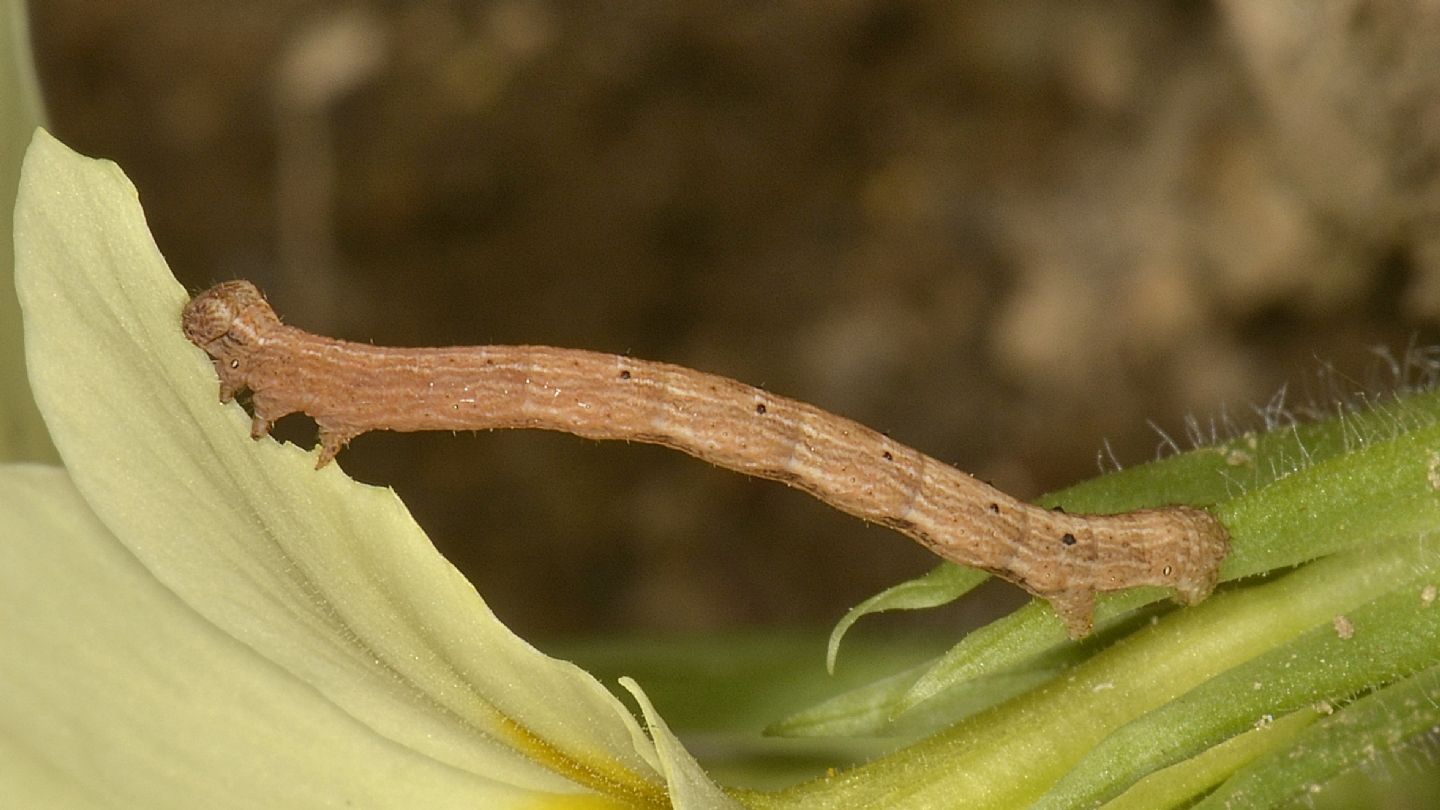 Larva di (Cfr.) Peribatodes rhomboidaria - Geometridae