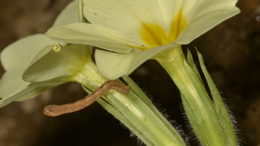 Larva di (Cfr.) Peribatodes rhomboidaria - Geometridae