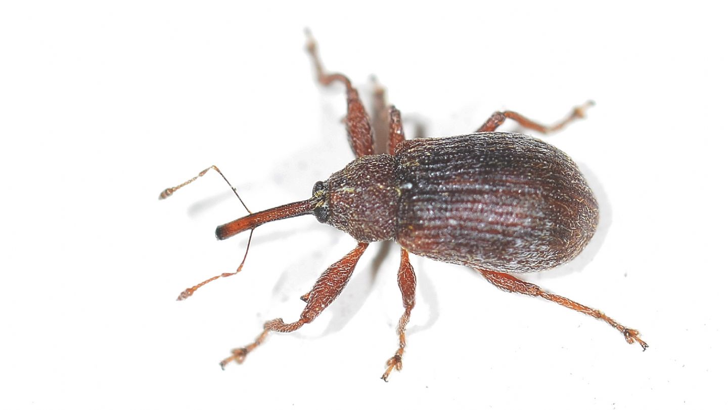 Curculionidae da id