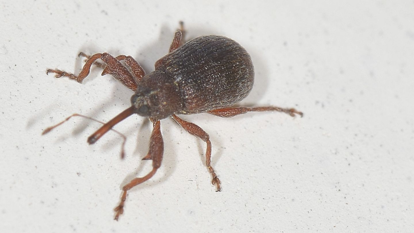 Curculionidae da id