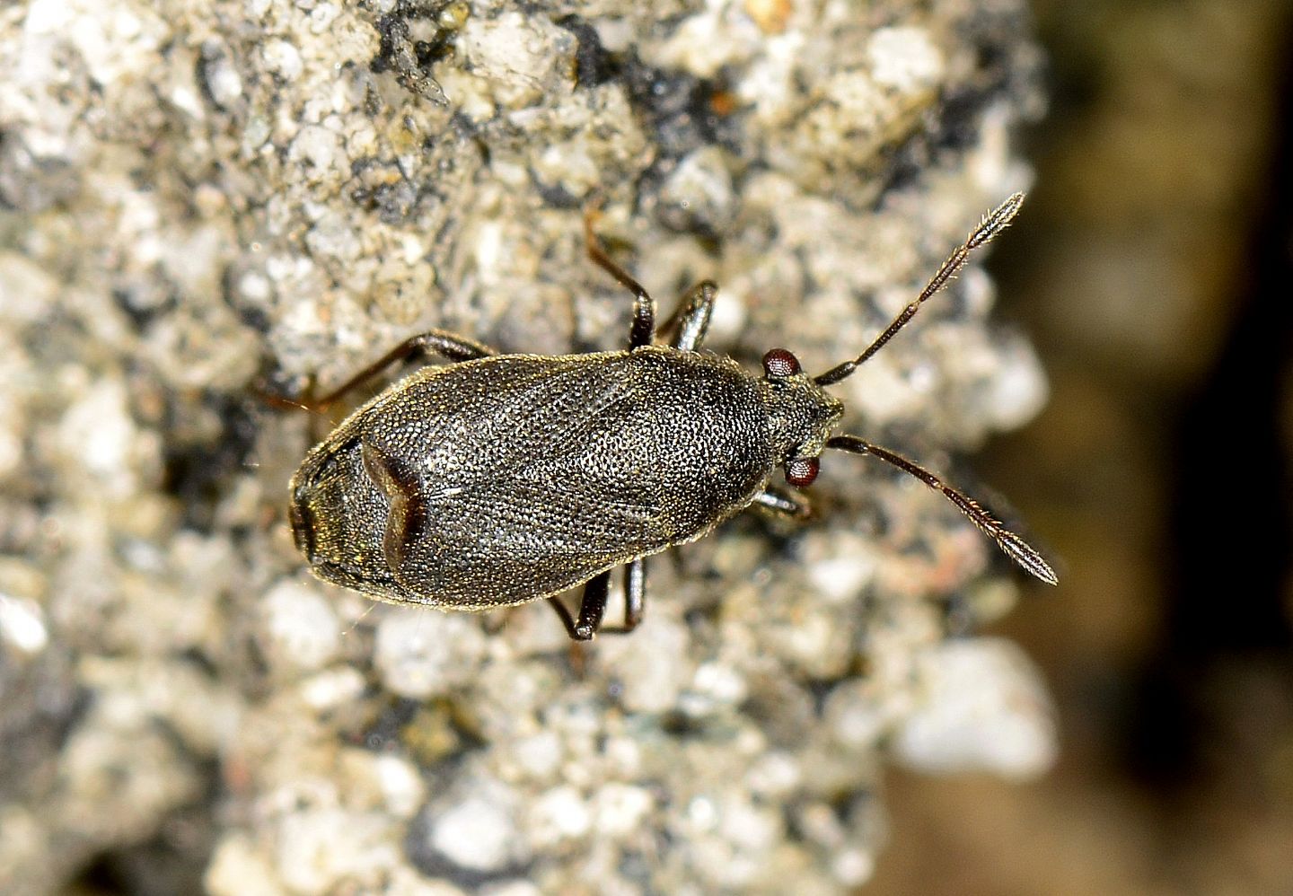 forse Miridae?  No, Lygaeidae: Stygnocoris rusticus