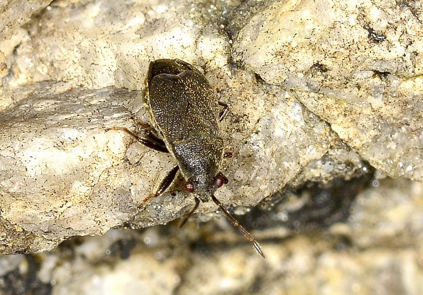 forse Miridae?  No, Lygaeidae: Stygnocoris rusticus