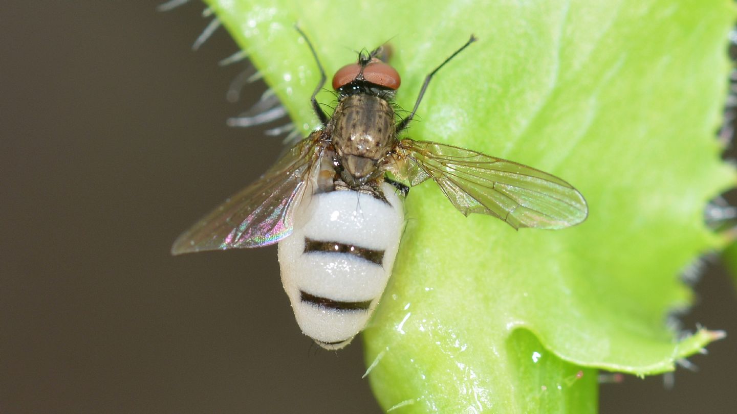 Richiesta aiuto ID:... probabile esemplare parassitato