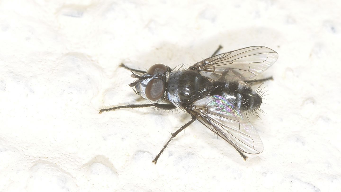 Moschino zebrato: Tachinidae da id.