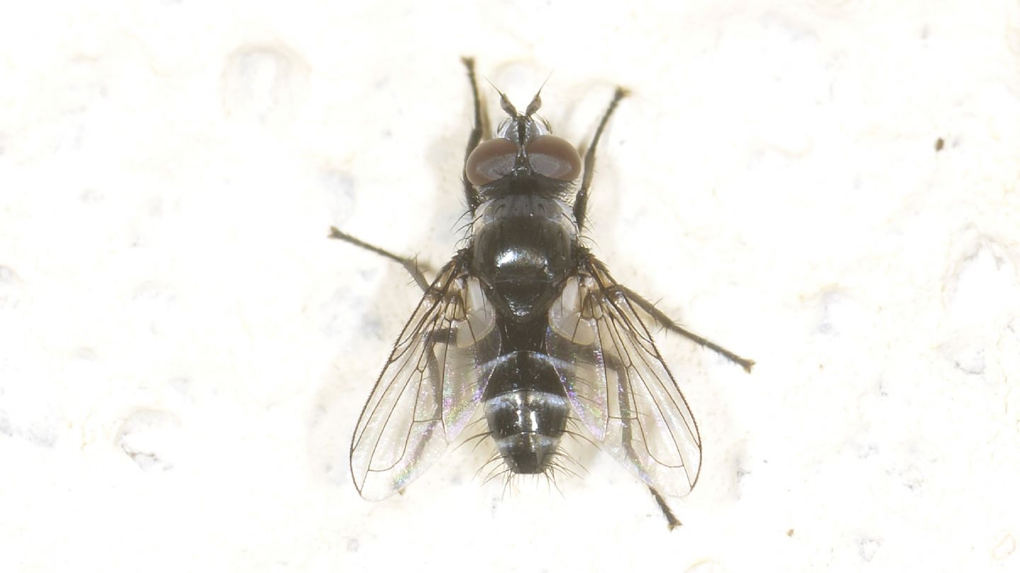Moschino zebrato: Tachinidae da id.